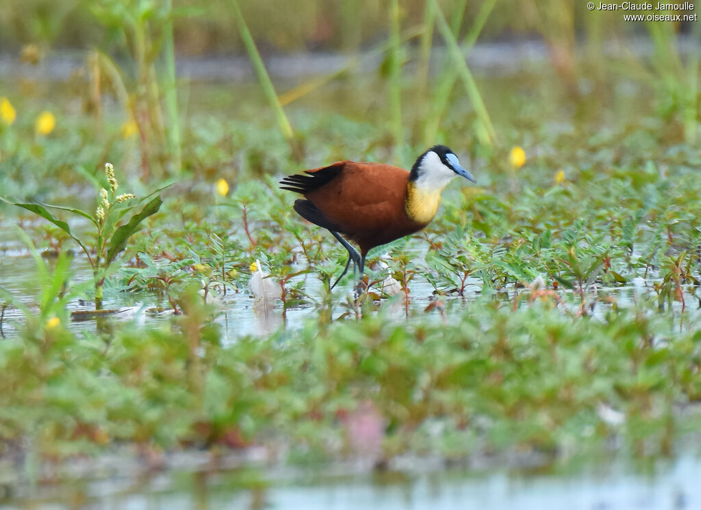 Jacana à poitrine dorée