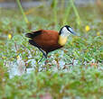 Jacana à poitrine dorée