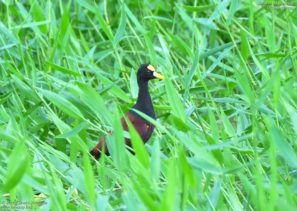 Jacana du Mexique, identification