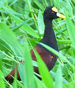 Northern Jacana