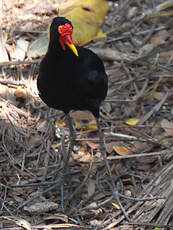 Jacana noir