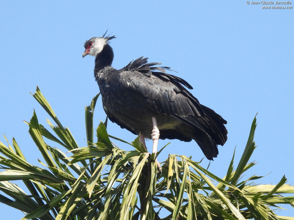 Northern Screamer