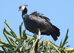 Northern Screamer