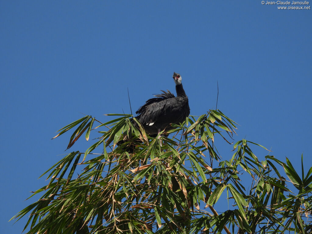 Northern Screamer