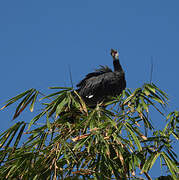 Northern Screamer