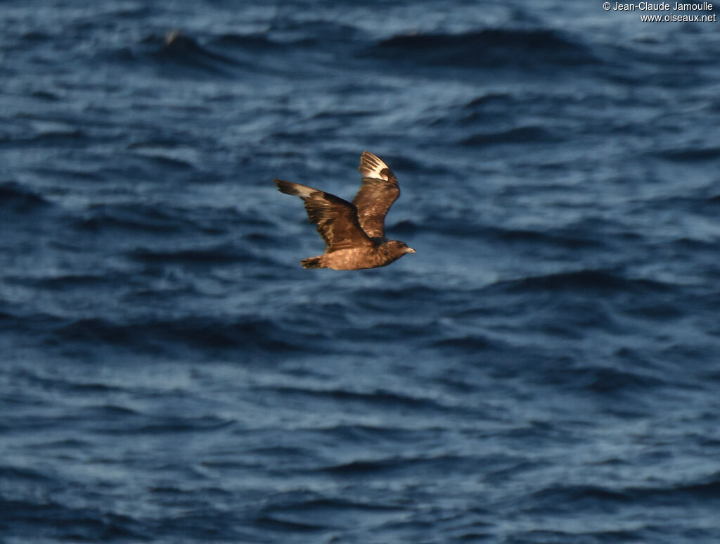 Labbe antarctique