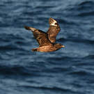 Labbe antarctique