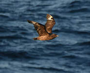 Labbe antarctique