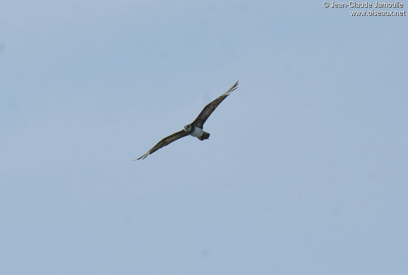 Parasitic Jaeger