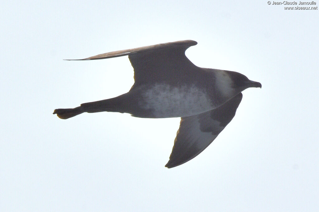 Pomarine Jaeger