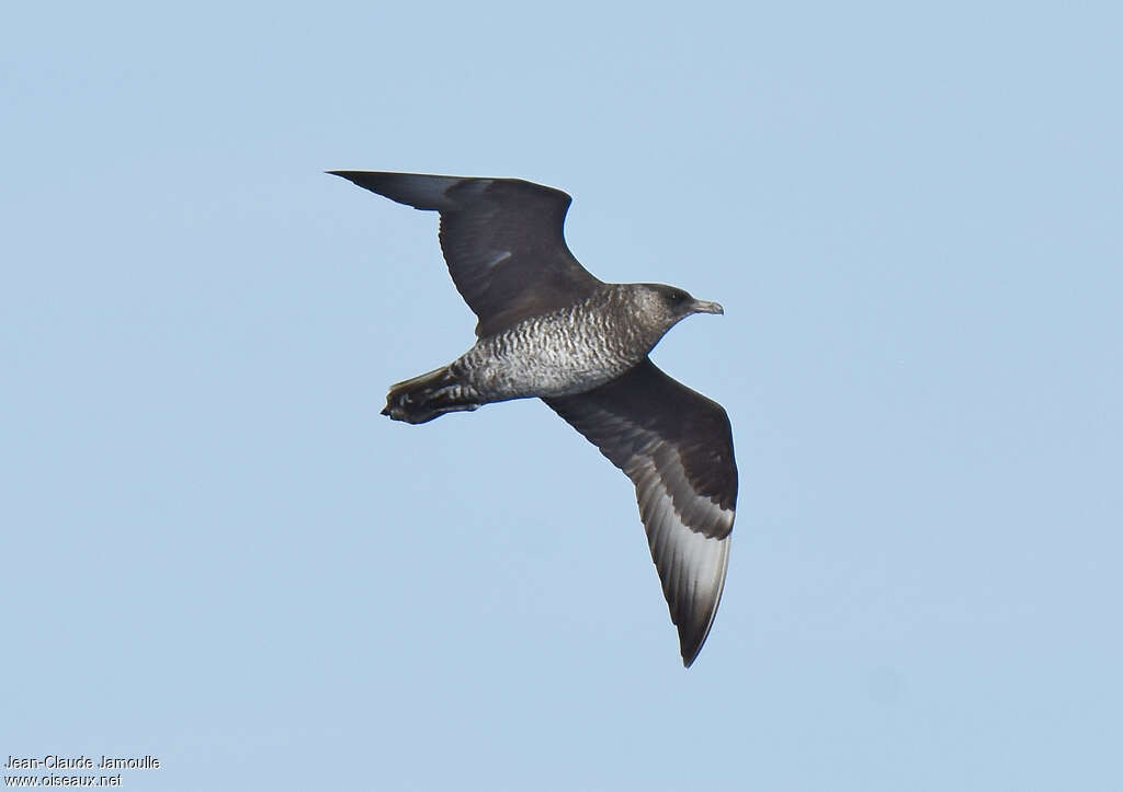 Pomarine JaegerSecond year, pigmentation, Flight