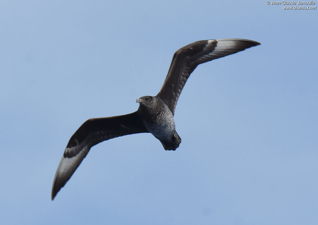 Pomarine Jaeger