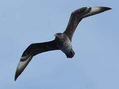 Pomarine Jaeger