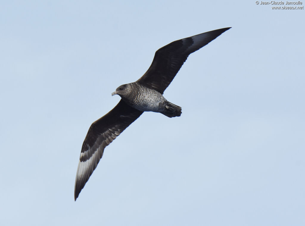 Pomarine Jaeger