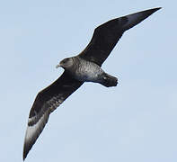 Pomarine Jaeger