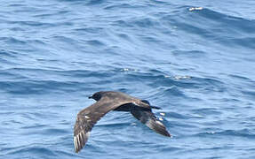 Pomarine Jaeger