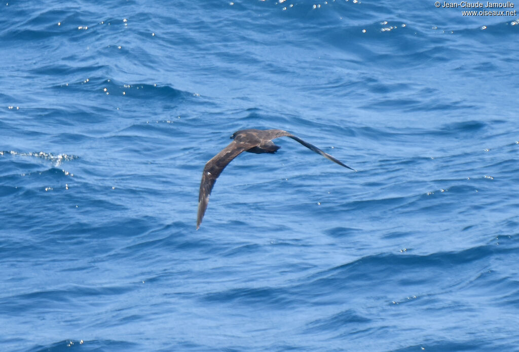 Pomarine Jaeger