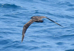 Pomarine Jaeger