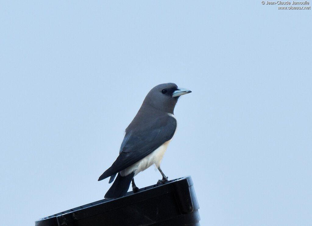 White-breasted Woodswallow