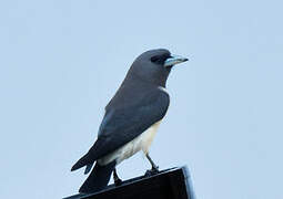 White-breasted Woodswallow