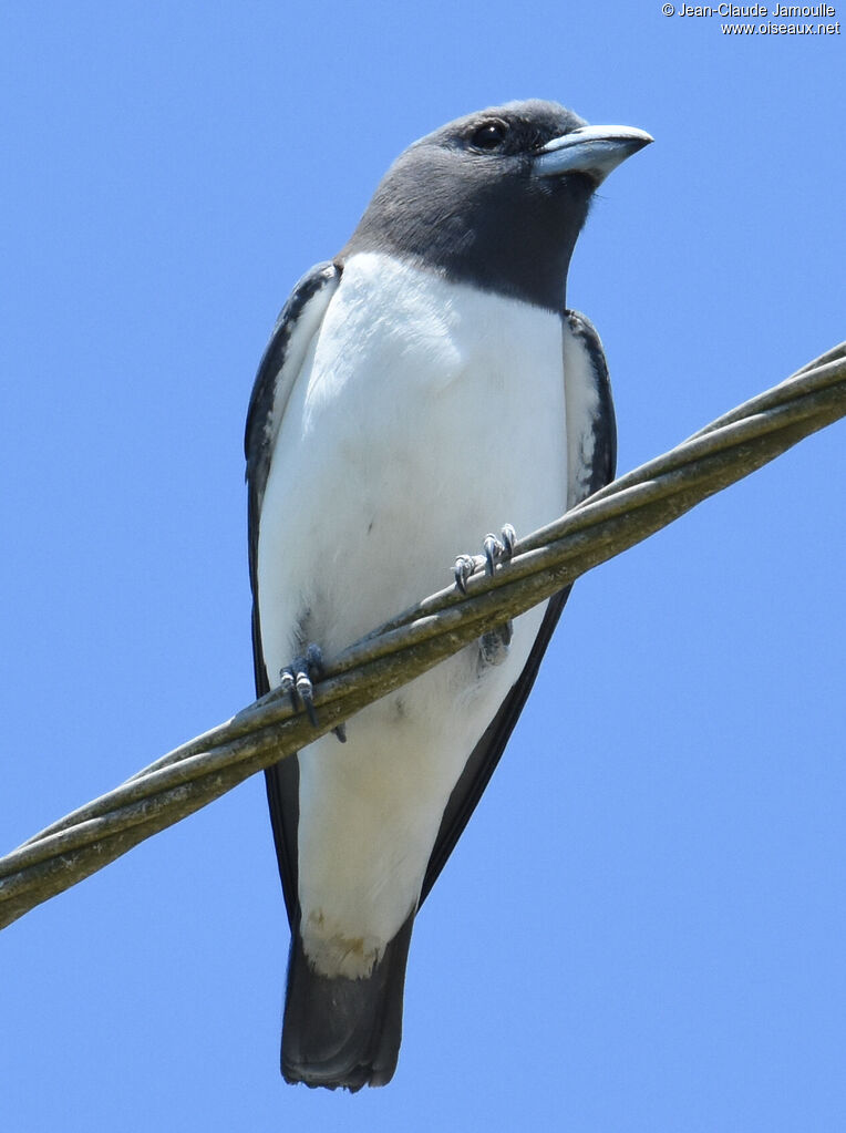 White-breasted Woodswallow