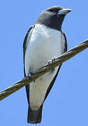 White-breasted Woodswallow