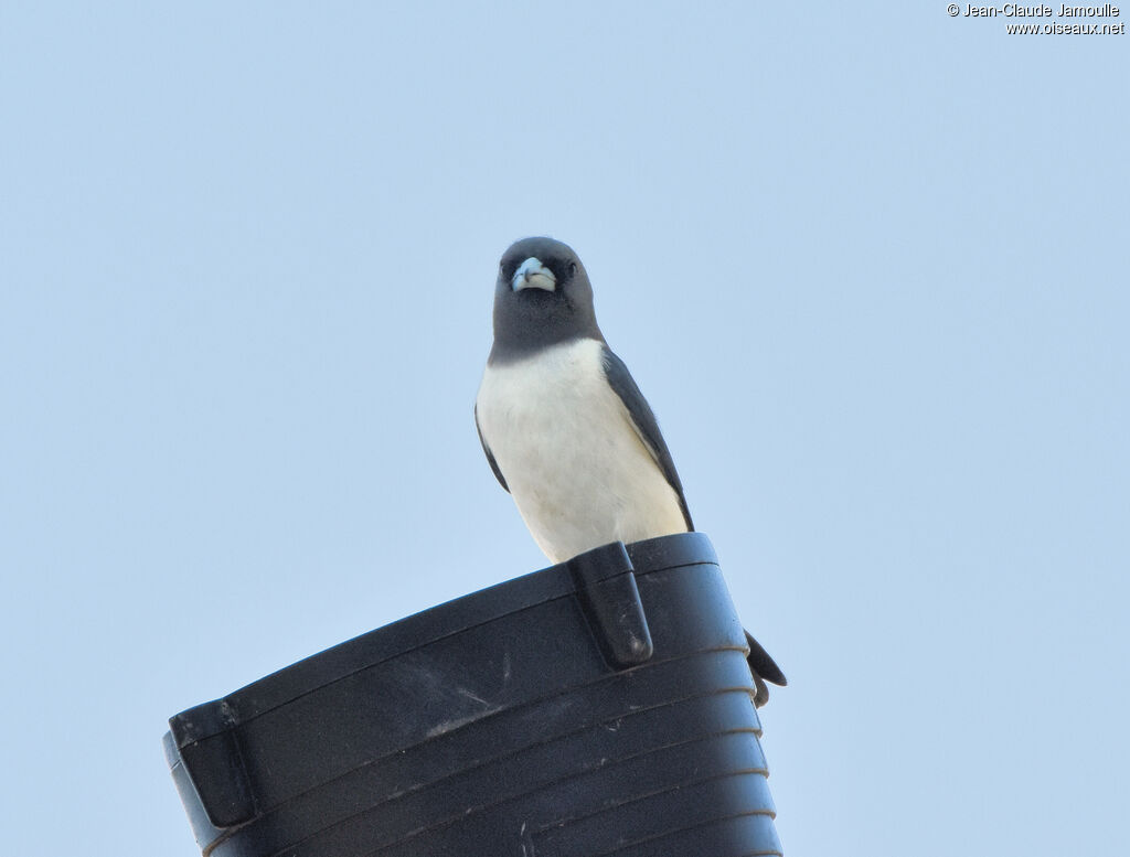 White-breasted Woodswallow