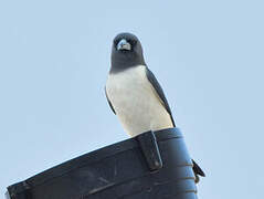 White-breasted Woodswallow