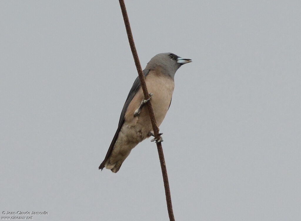 Ashy Woodswallow