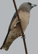 Ashy Woodswallow