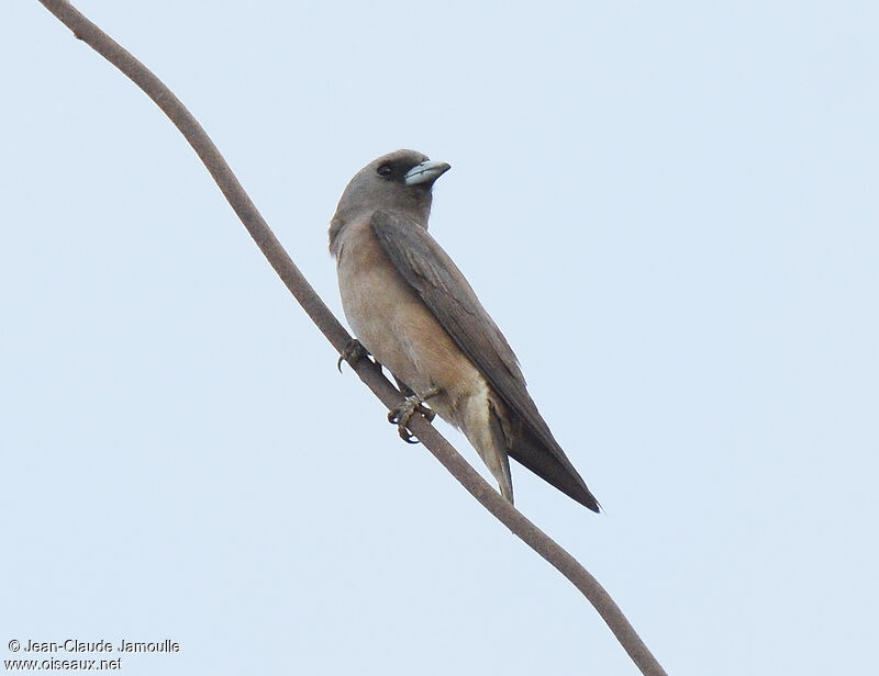 Ashy Woodswallow