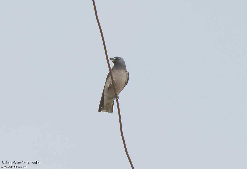 Ashy Woodswallow, feeding habits