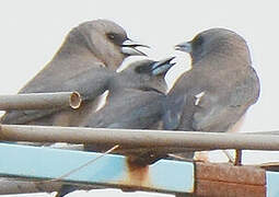 Ashy Woodswallow