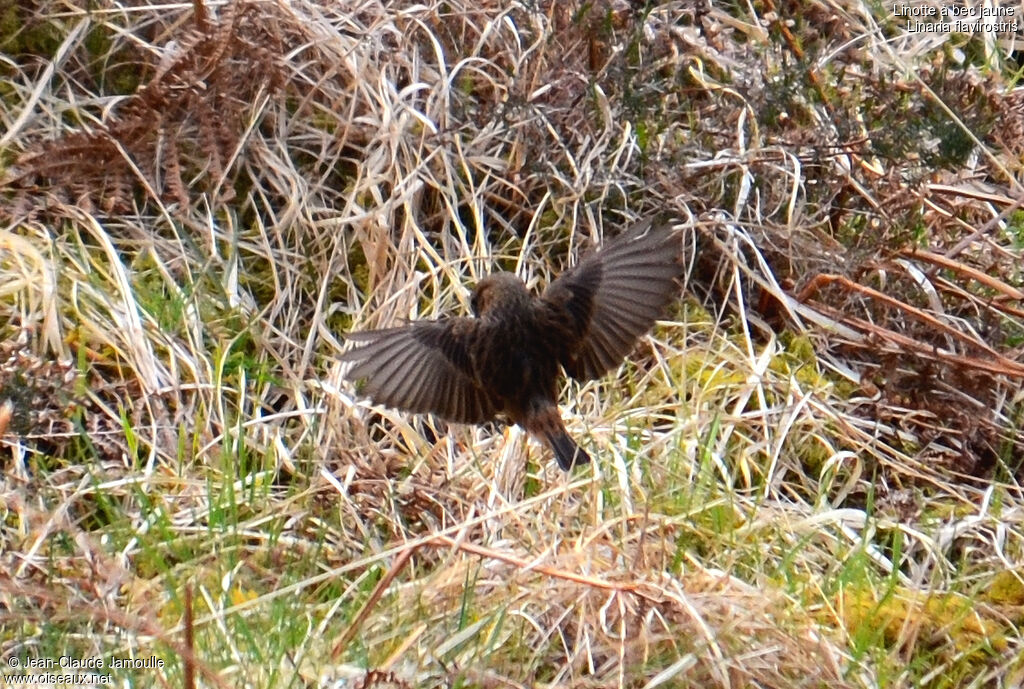 Twite female