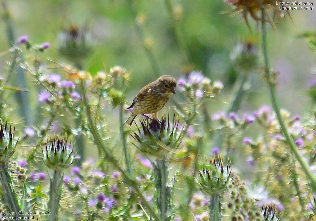 Common Linnet female, feeding habits, Behaviour