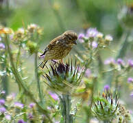 Common Linnet