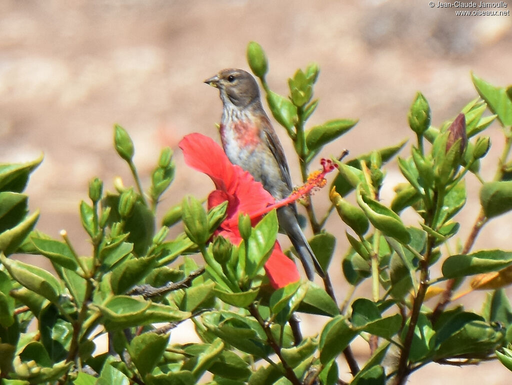 Linotte mélodieuse mâle