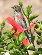 Common Linnet