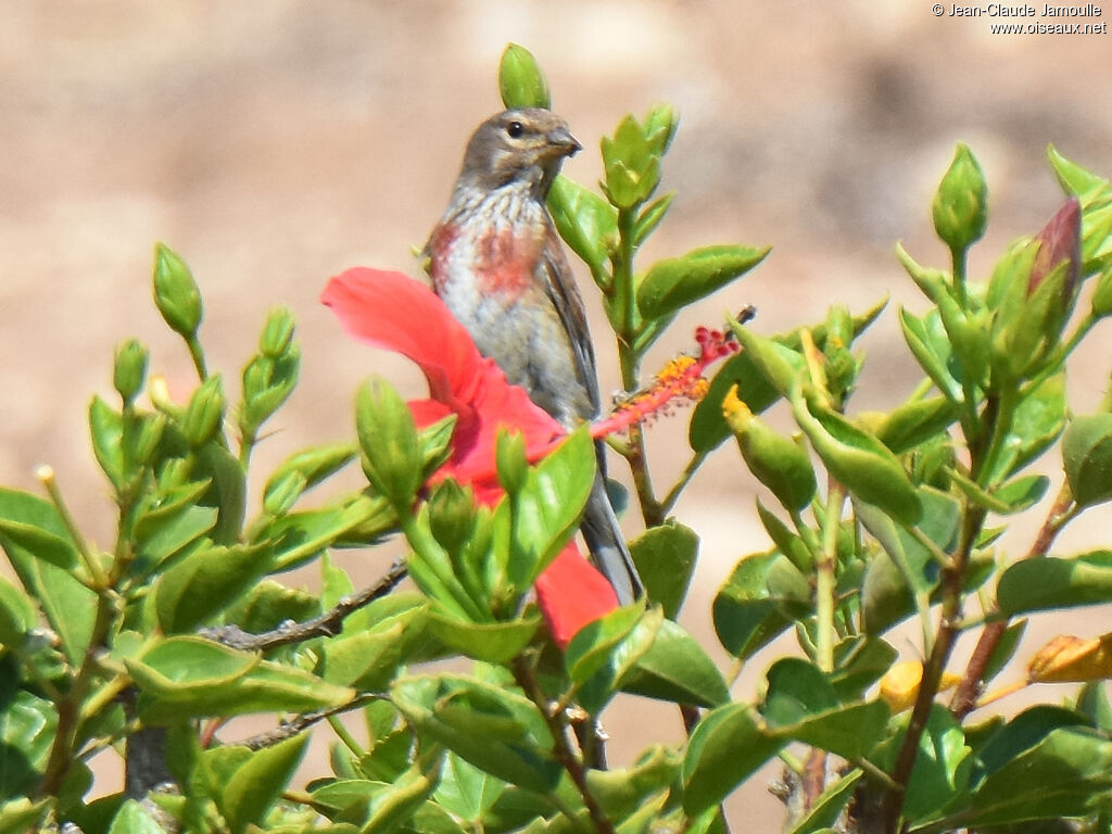 Common Linnet