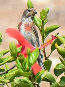 Common Linnet