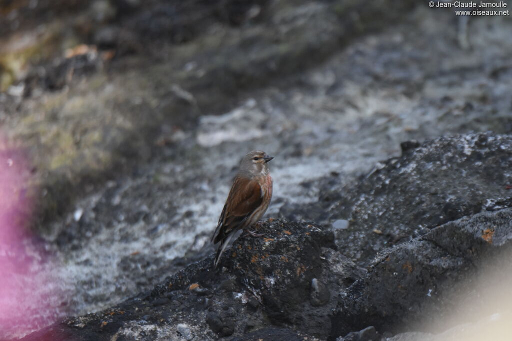 Common Linnet