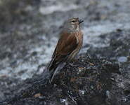 Linotte mélodieuse