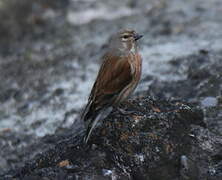 Common Linnet