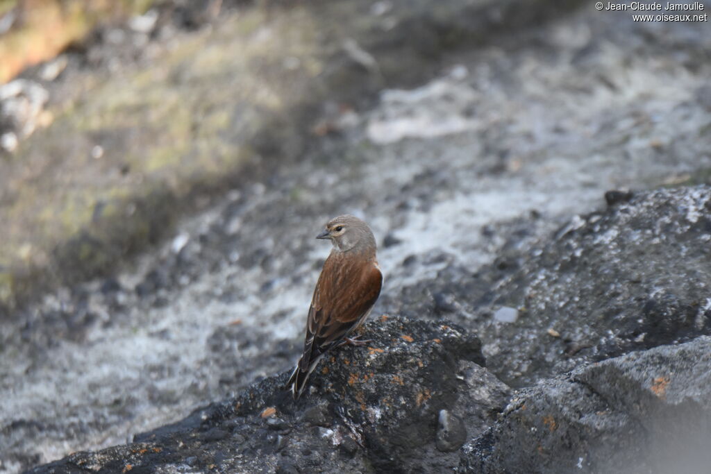 Linotte mélodieuse