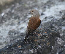 Common Linnet