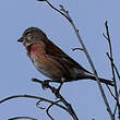 Linotte mélodieuse