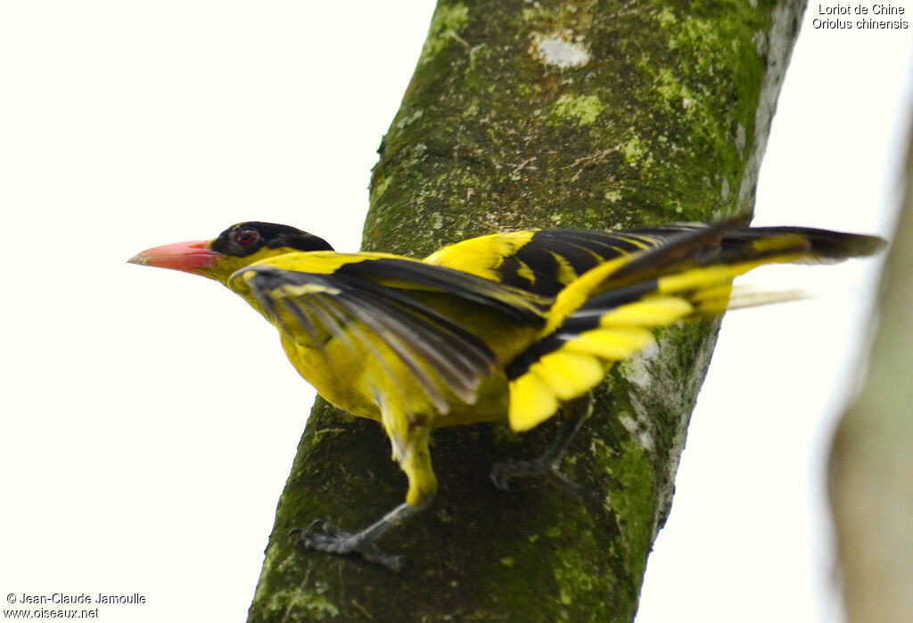 Black-naped Oriole male adult, Flight