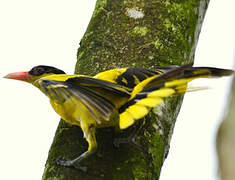 Black-naped Oriole