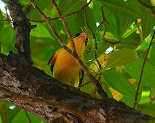 Black-naped Oriole