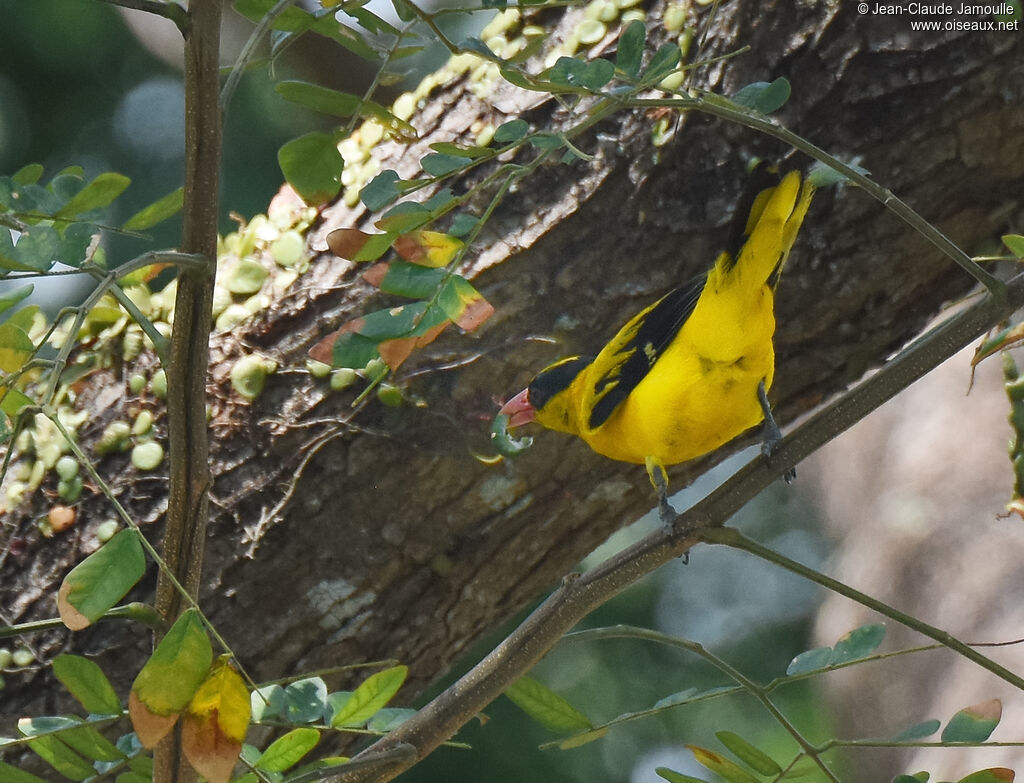 Black-naped Orioleadult, fishing/hunting, eats